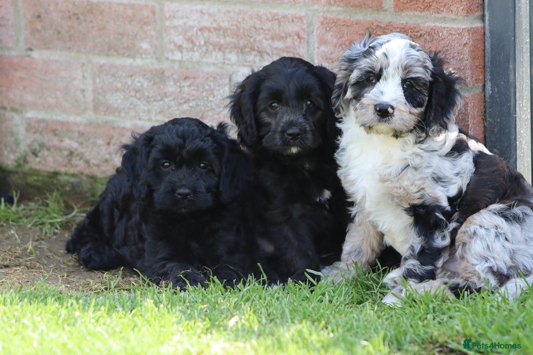 Cavapoo dogs for sale: Beautiful F1 Cavapoo puppies for sale - Image 20