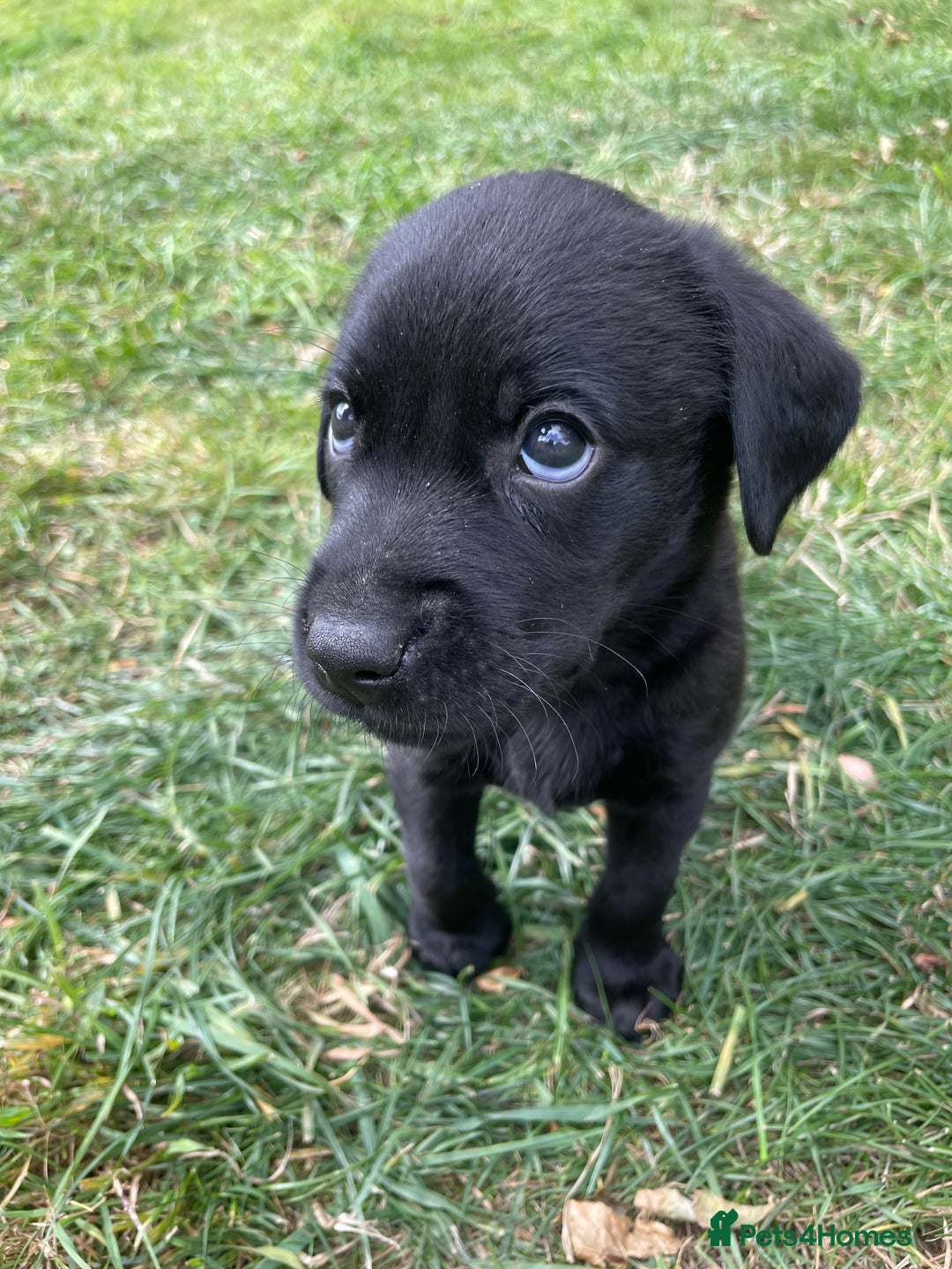 Labrador Retriever dogs for sale: Male black lab pup Kc reg  - Image 4