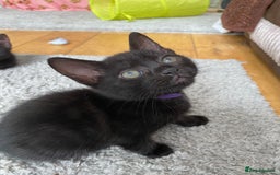 Domestic Shorthair cats for sale: Male black kittens  in Worthing - Image 7