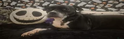 Staffordshire Bull Terrier dogs for sale: Staffy cross for urgent rehome - Advert 2