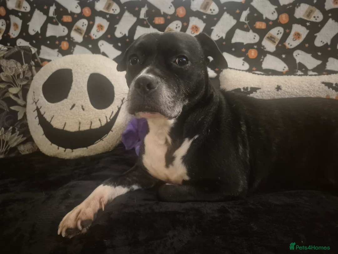 Staffordshire Bull Terrier dogs for sale: Staffy cross for urgent rehome - Advert 2