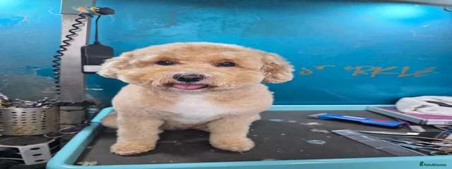 Posie
