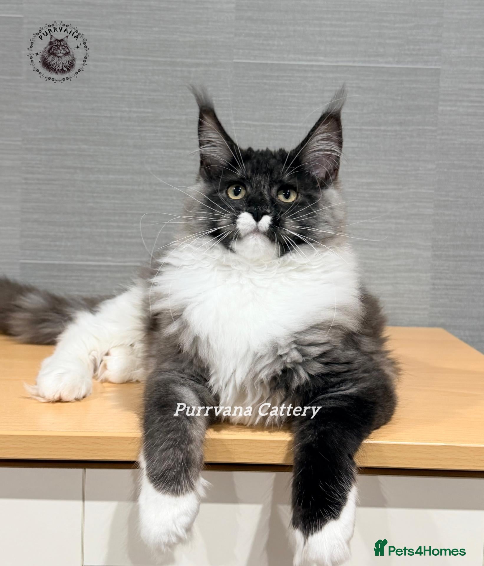 Maine Coon cats TICA registered Maine coon kittens READY NOW - Advert 1