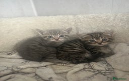 Mixed Breed cats for sale: 5 lovely playful kittens available  - Image 5