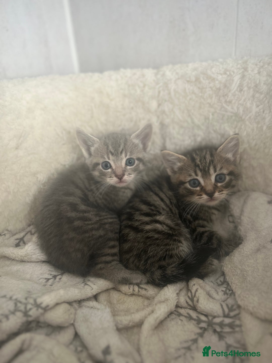 Mixed Breed cats for sale: 5 lovely playful kittens available  - Image 5