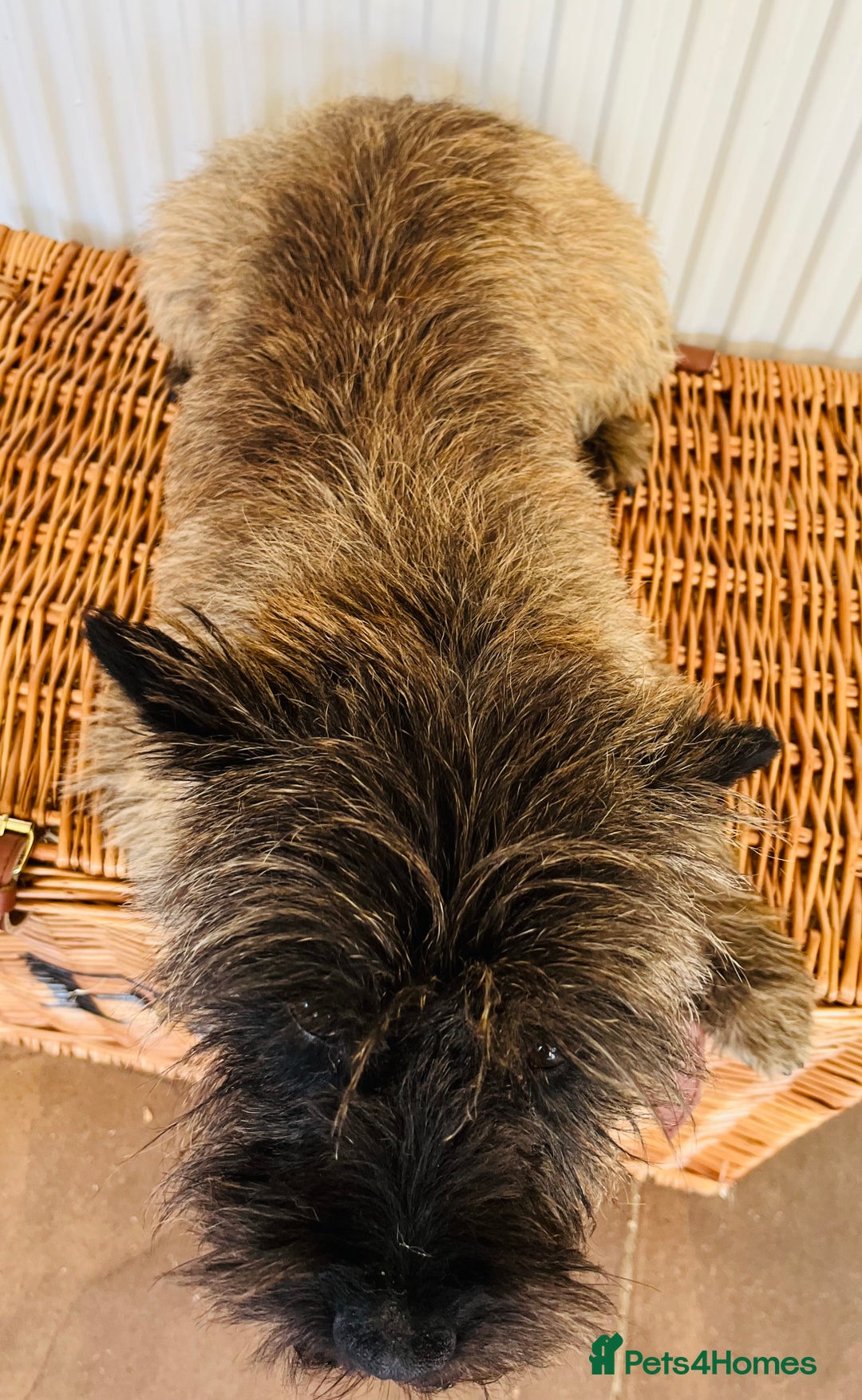 Cairn Terrier dogs for stud: Stunning kc reg CAIRN STUD in Doncaster - Advert 6