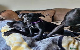 Cane Corso dogs for sale:  Cane corso puppies in Sheffield - Image 3