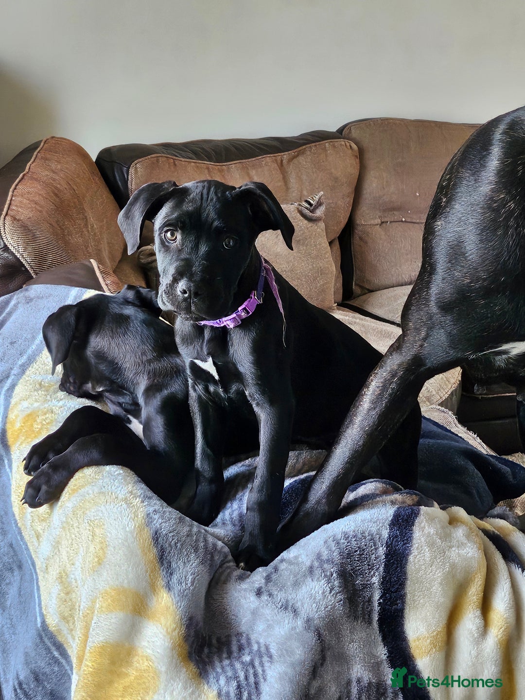 Cane Corso dogs for sale:  Cane corso puppies in Sheffield - Image 3