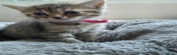 Mixed Breed cats for sale: Stunning Tabby kittens - Advert 1