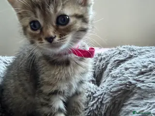 Mixed Breed cats Stunning Tabby kittens - Advert 12