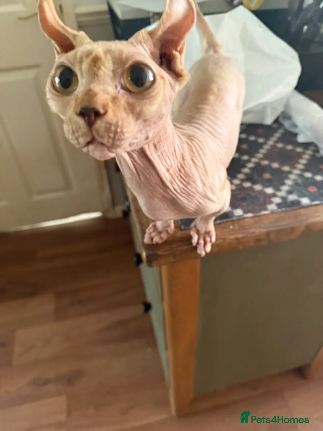 Dwelf cats for sale: Male Dwelf Neutered Sphynx Needs new home - Advert 1