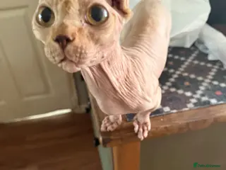 Dwelf cats Male Dwelf Neutered Sphynx Needs new home - Advert 2