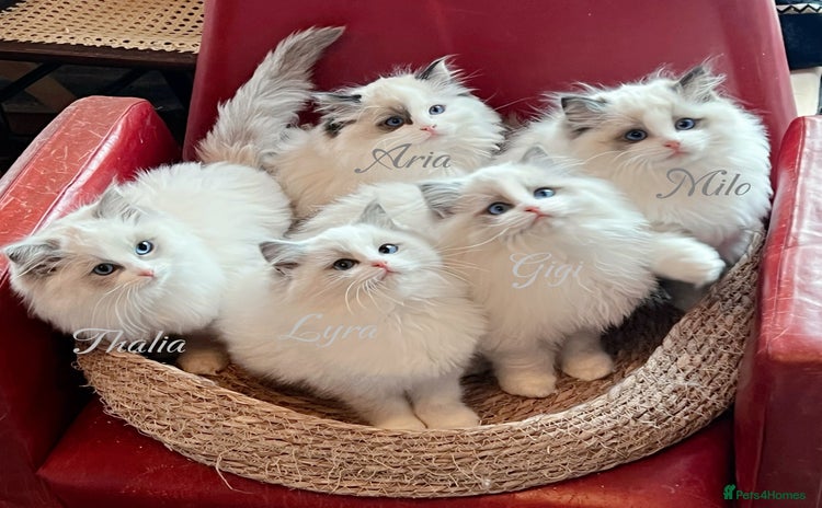 Ragdoll cats - Advert 1