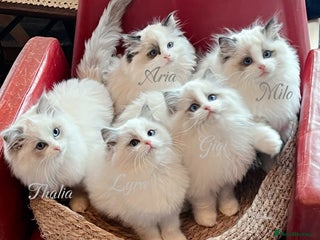 Ragdoll cats - Advert 3