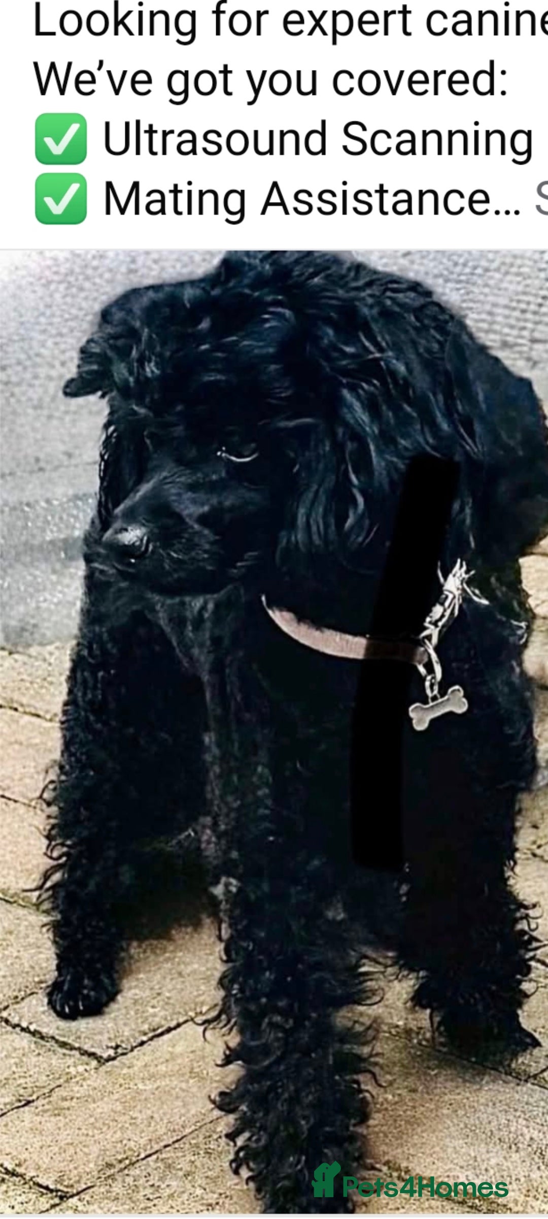 Maltipoo dogs for sale: MALTIPOO 🥰🥰 READY TO LEAVE  - Advert 3