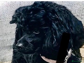 Maltipoo dogs MALTIPOO 🥰🥰 READY TO LEAVE - Advert 2