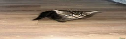 Mixed Breed cats for sale: Kittens for sale - Advert 11