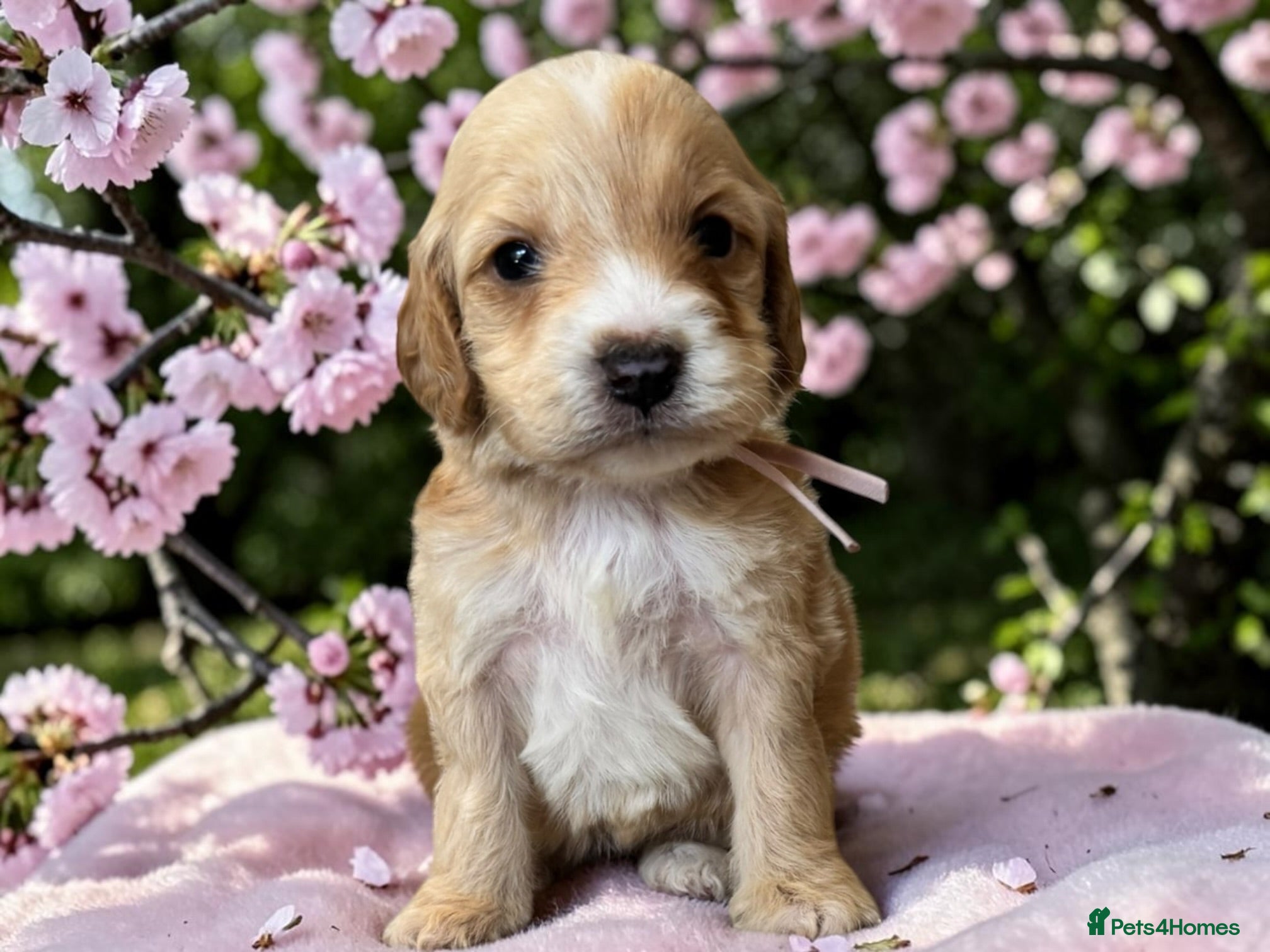 Cockapoo dogs Beautiful DNA clear F1 cockapoos pups - Advert 2