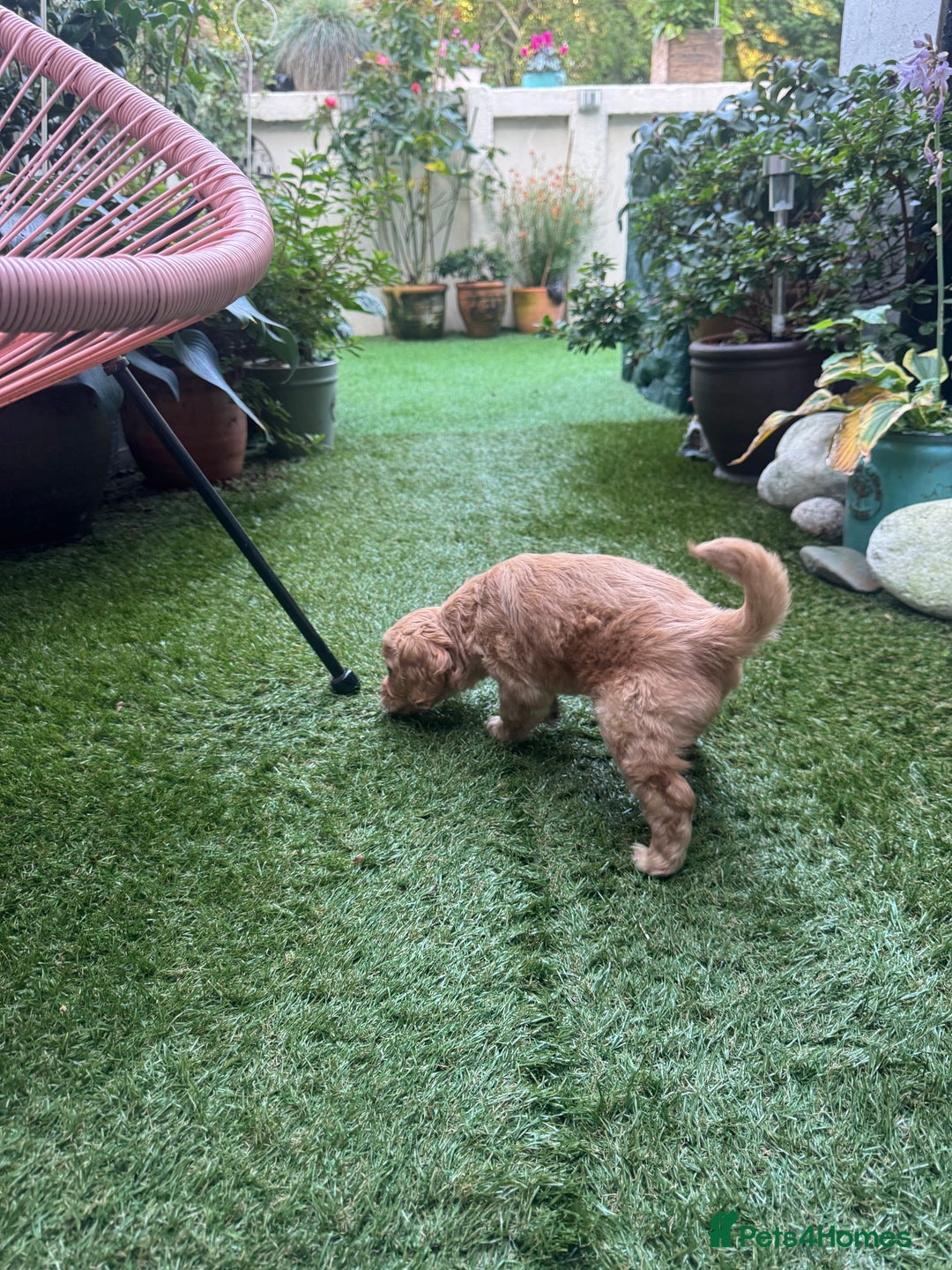 Cockapoo dogs for sale: Cockapoo Puppy Girl - Advert 10