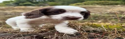 English Springer Spaniel dogs for sale:  Liver & White English Springer Spaniel Puppies - Advert 7