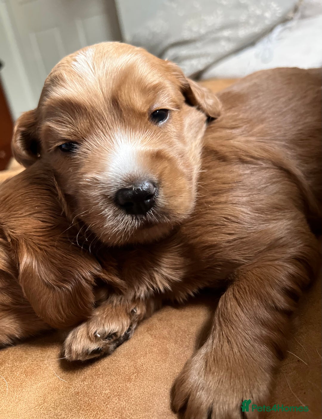 Mixed Breed dogs for sale: Authentic Annetteslabradoodles/Cobberdogs - Advert 15