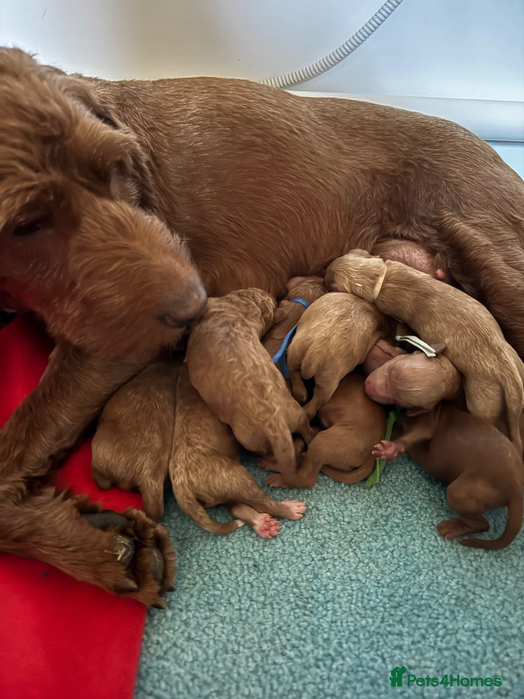 Irish Doodle dogs for sale: Mini Irish doodles - F1b  in Buxton - Advert 4