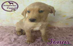 Labrador Retriever dogs for sale: Adorable KC Reg Labrador Puppies *Ready Now* - Image 10