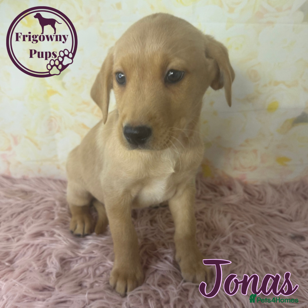 Labrador Retriever dogs for sale: Adorable KC Reg Labrador Puppies *Ready Now* - Image 10