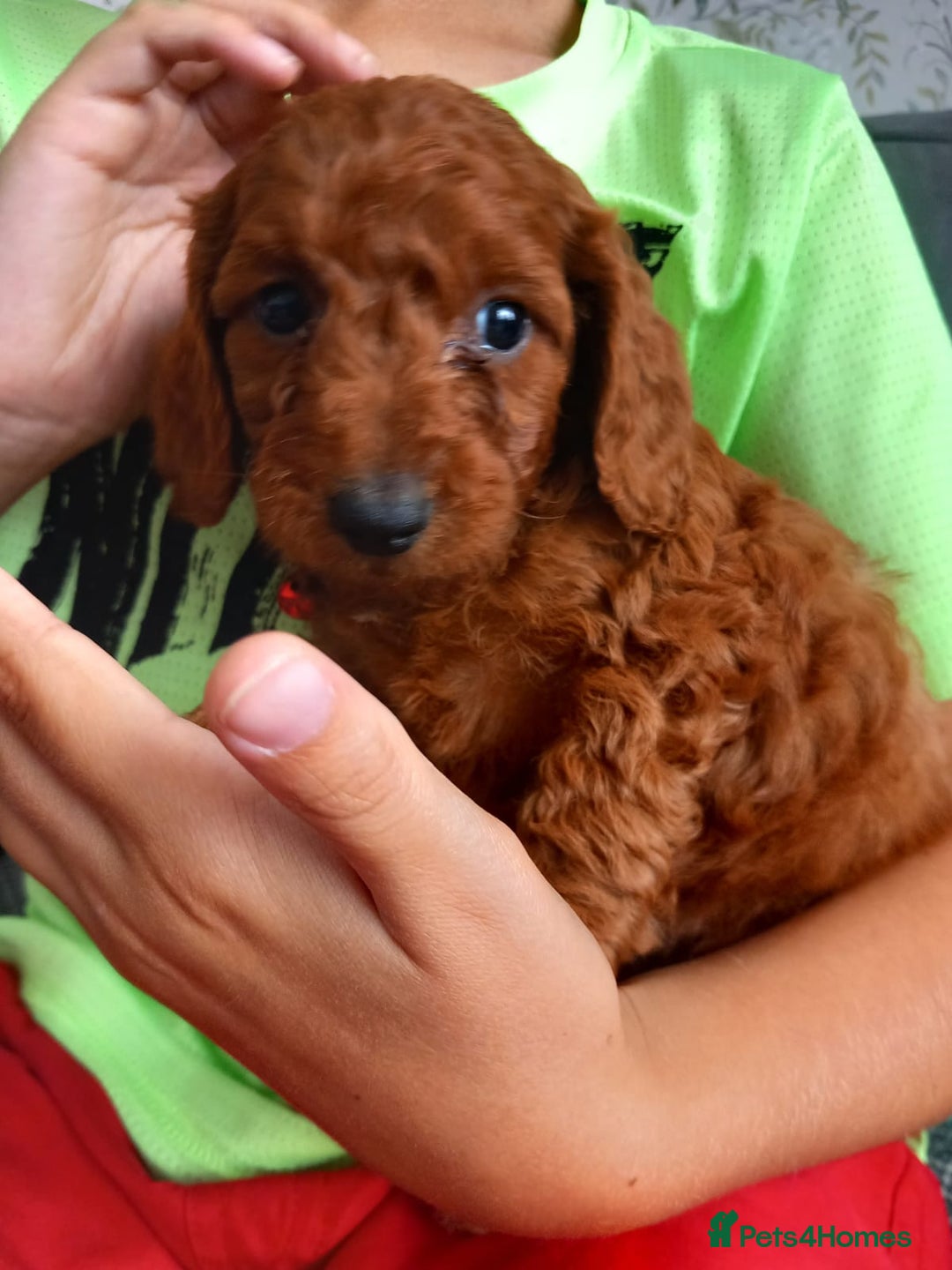 Cockapoo dogs for sale: Red cockapoo puppies - Image 21
