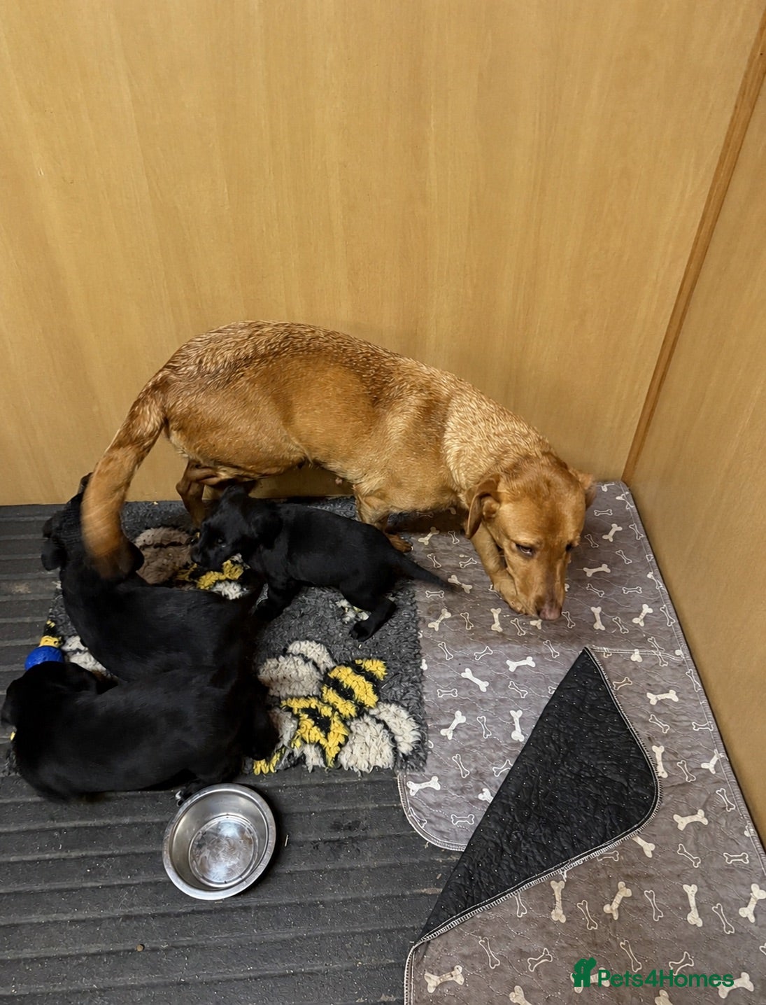 Labrador Retriever dogs Stunning black lab puppy’s  - Advert 1