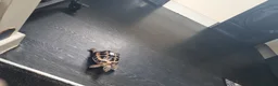 Tortoise reptiles for sale: Horsefield tortoise for sale  in Basildon - Advert 1