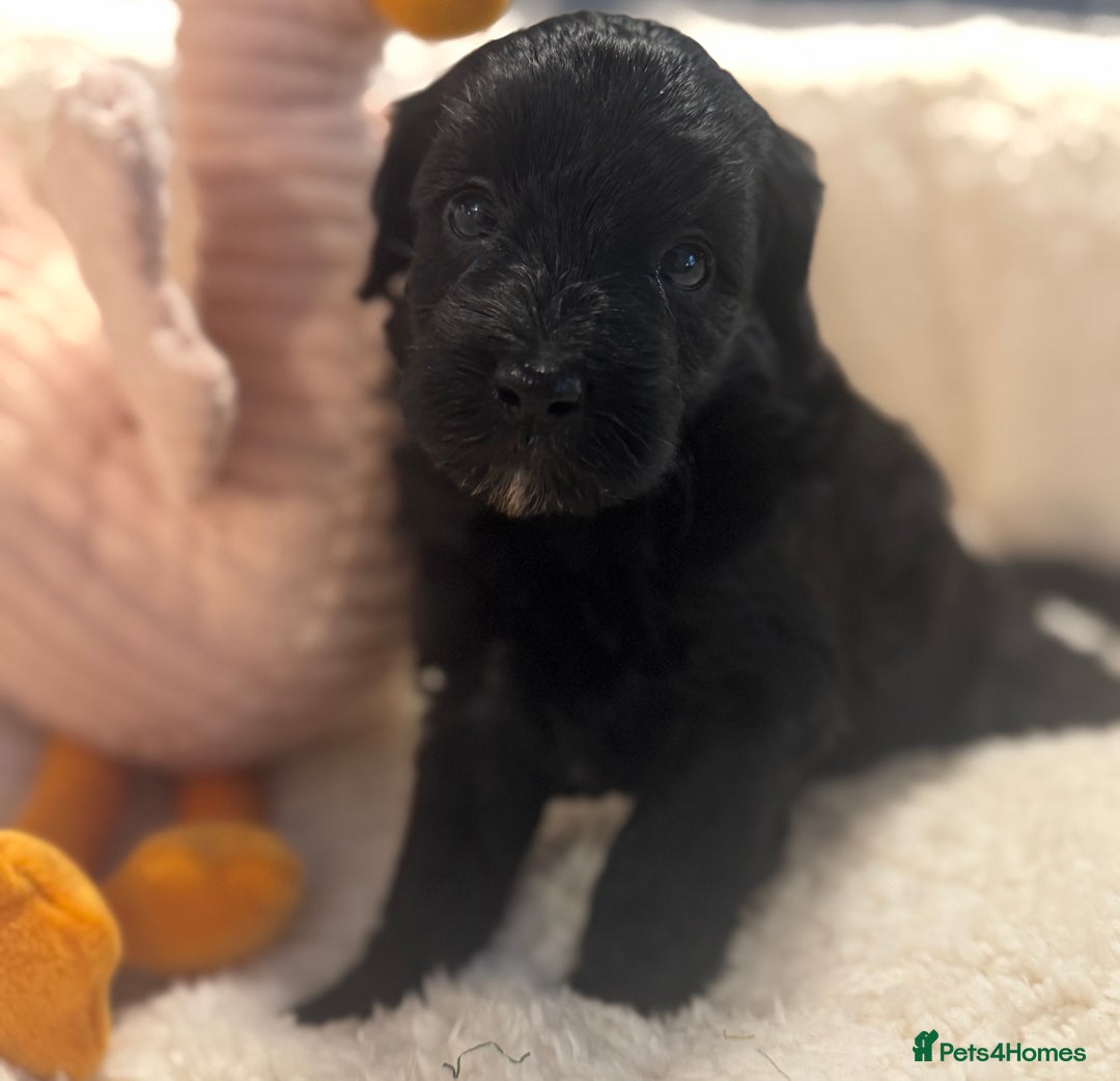 Cockapoo dogs for sale: Adorable Cockapoo puppies  - Image 7