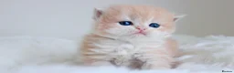 British Shorthair cats for sale: Lilac Chinchilla Longhair Boy  - Advert 6