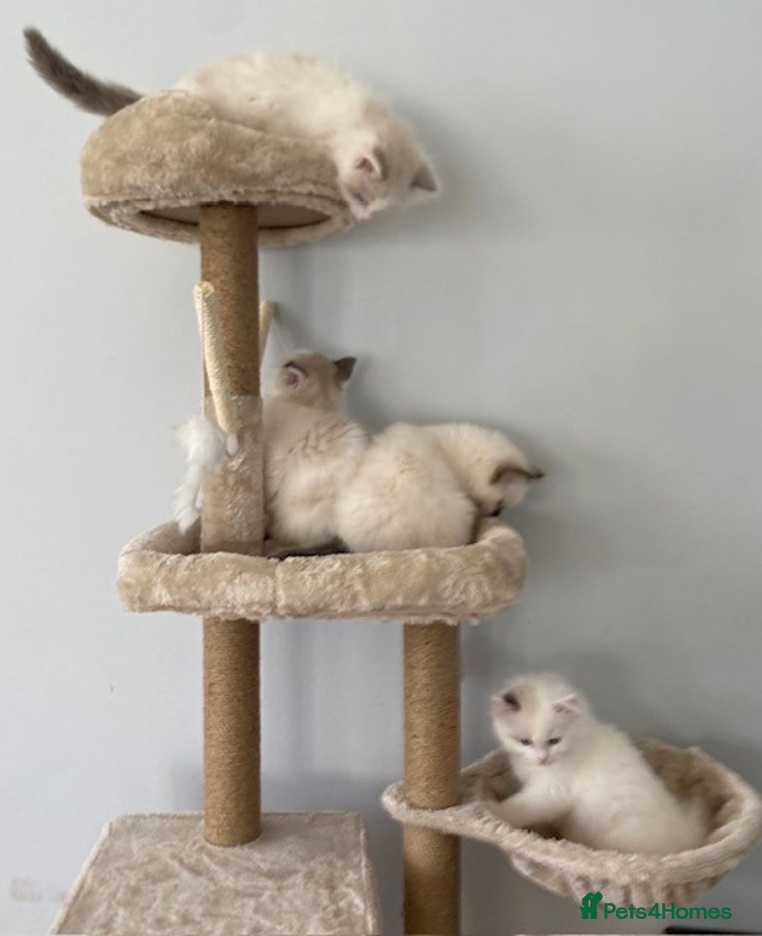 Ragdoll cats for sale: TICA REGISTERED PUREBRED RAGDOLL KITTENS AVAILABLE - Advert 10