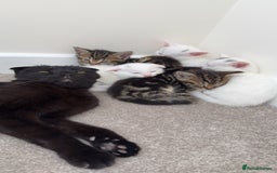 Mixed Breed cats for sale: 2 adorable little boys for sale - Image 9