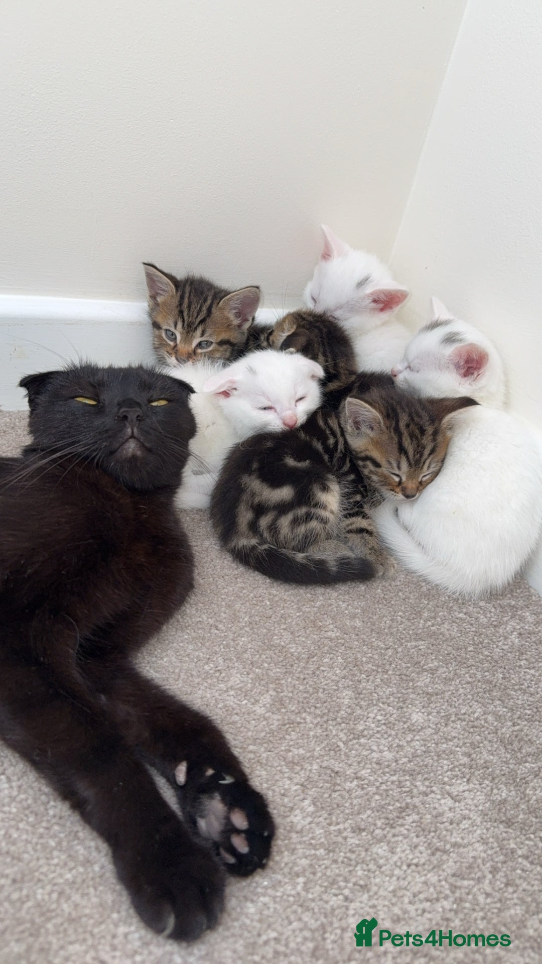 Mixed Breed cats for sale: 2 adorable little boys for sale - Image 9