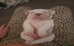 Dorset Olde Tyme Bulldogge dogs for sale: Olde tyme English bulldogs - Image 7