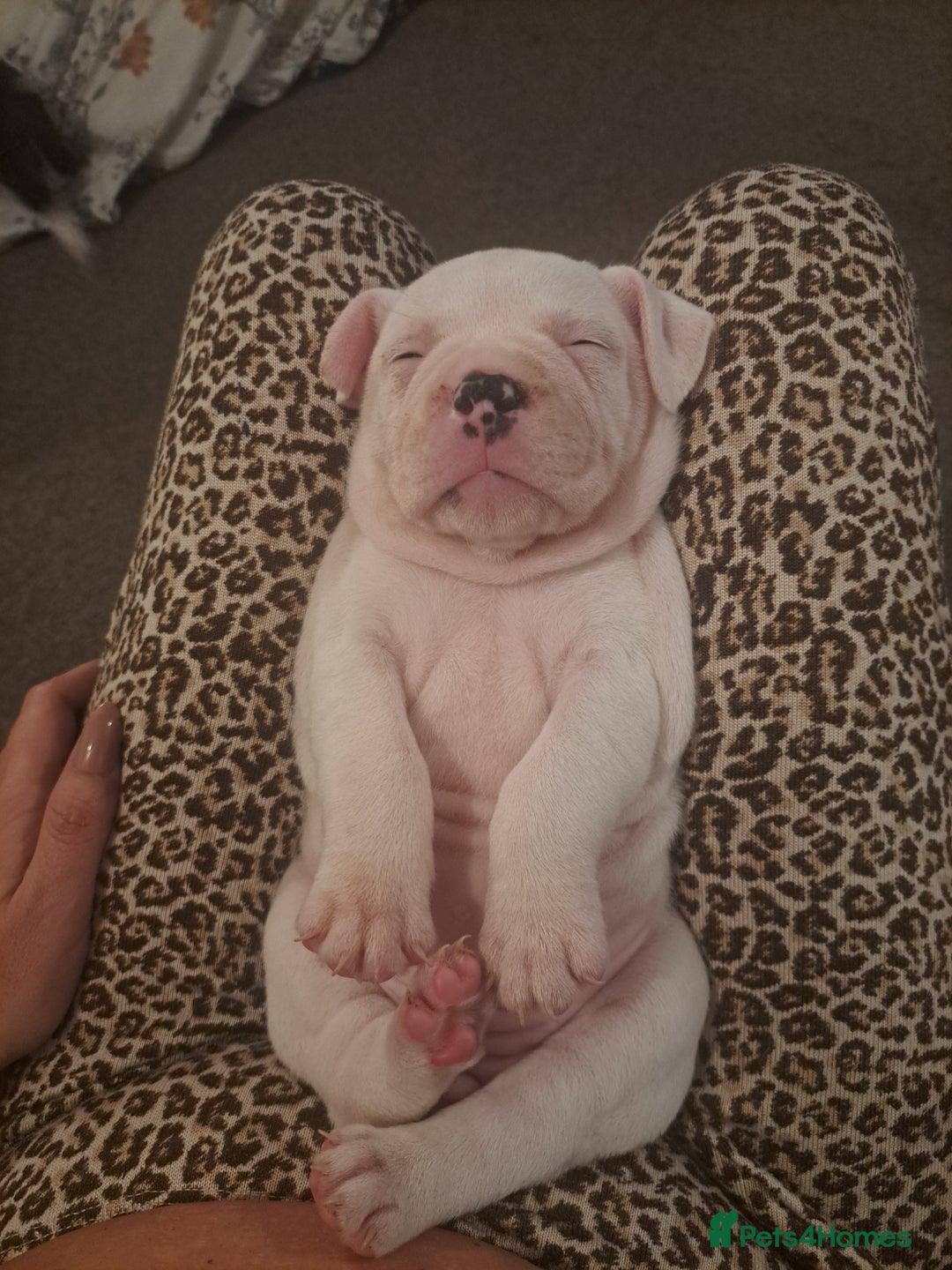 Dorset Olde Tyme Bulldogge dogs for sale: Olde tyme English bulldogs - Image 7