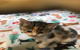 Persian cats for sale: 8 British short hair x Persian kittens  - Image 18