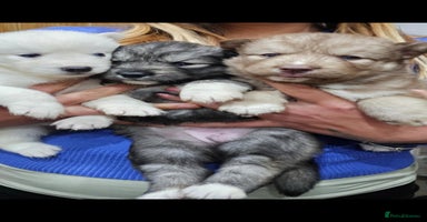 Siberian Husky dogs - Advert 3