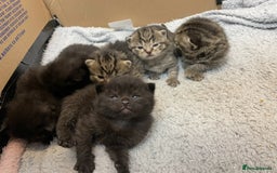 British Shorthair cats for sale: British shorthair kittens - Image 9