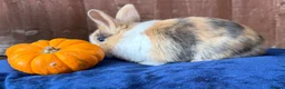 French Lop rabbits for sale: 5 Beautiful French lops  - Advert 21
