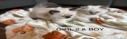 Ragdoll cats for sale: Beautiful Ragdoll Kittens for sale (REDUCED) - Advert 1