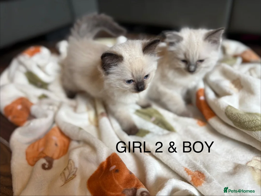 Ragdoll cats for sale: Beautiful Ragdoll Kittens for sale (REDUCED) - Advert 1