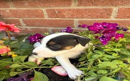 Parson Russell dogs for sale: KC Reg Parson Russell Terrier Pups - Image 2
