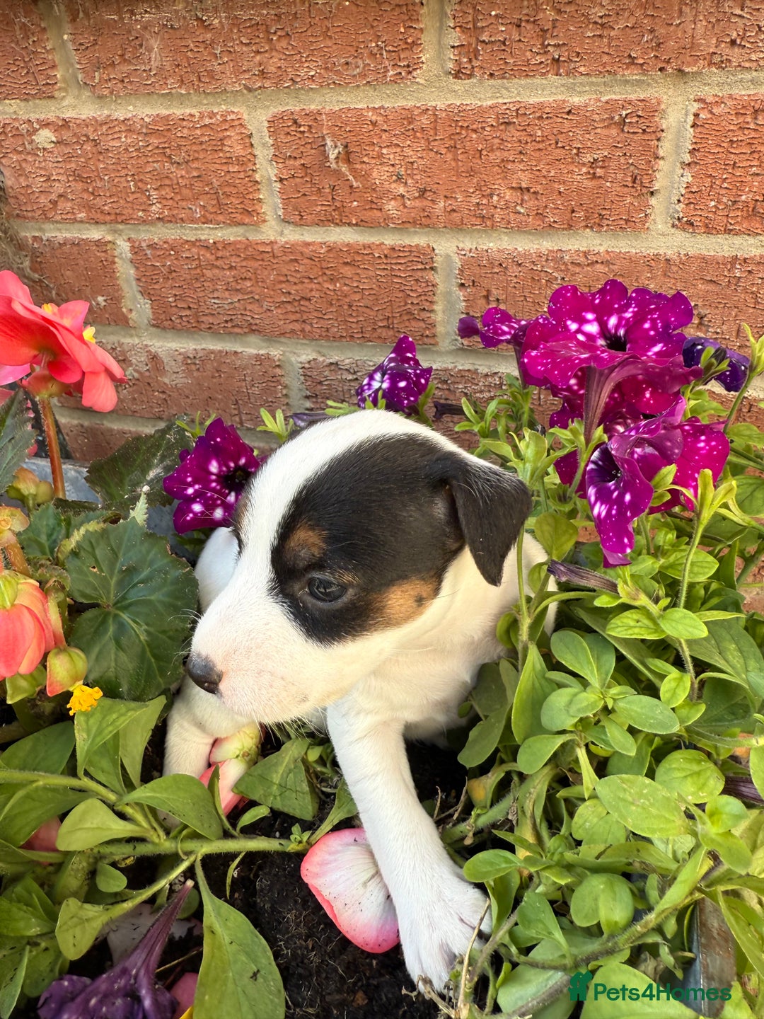 Parson Russell dogs for sale: KC Reg Parson Russell Terrier Pups - Image 2