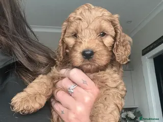 Cockapoo dogs Stunning F1 Toy Cockapoo Puppies - Advert 11