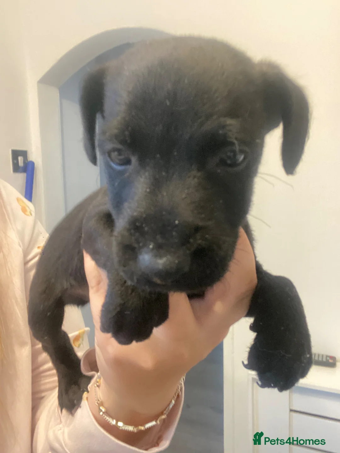 Patterdale Terrier dogs for sale: Patterdale pups for sale - Advert 2