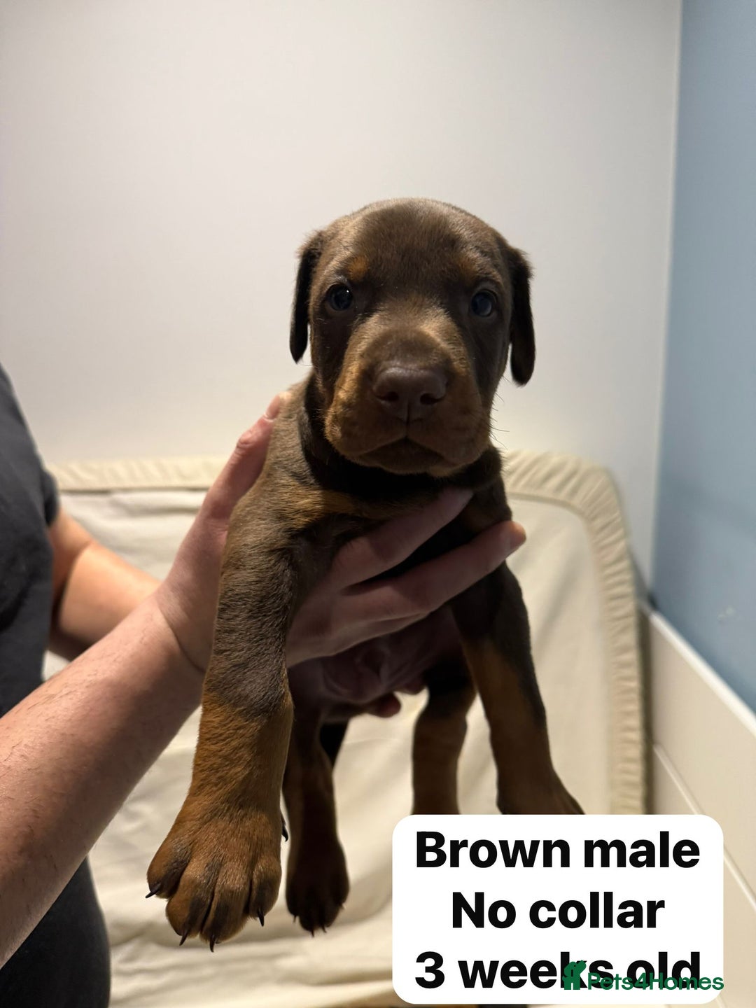 Dobermann dogs for sale: Superb rare champion working Dobermans 🇺🇸🇳🇱  - Advert 7