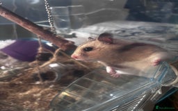 Hamster rodents for sale: Syrian Hamster  - Image 6
